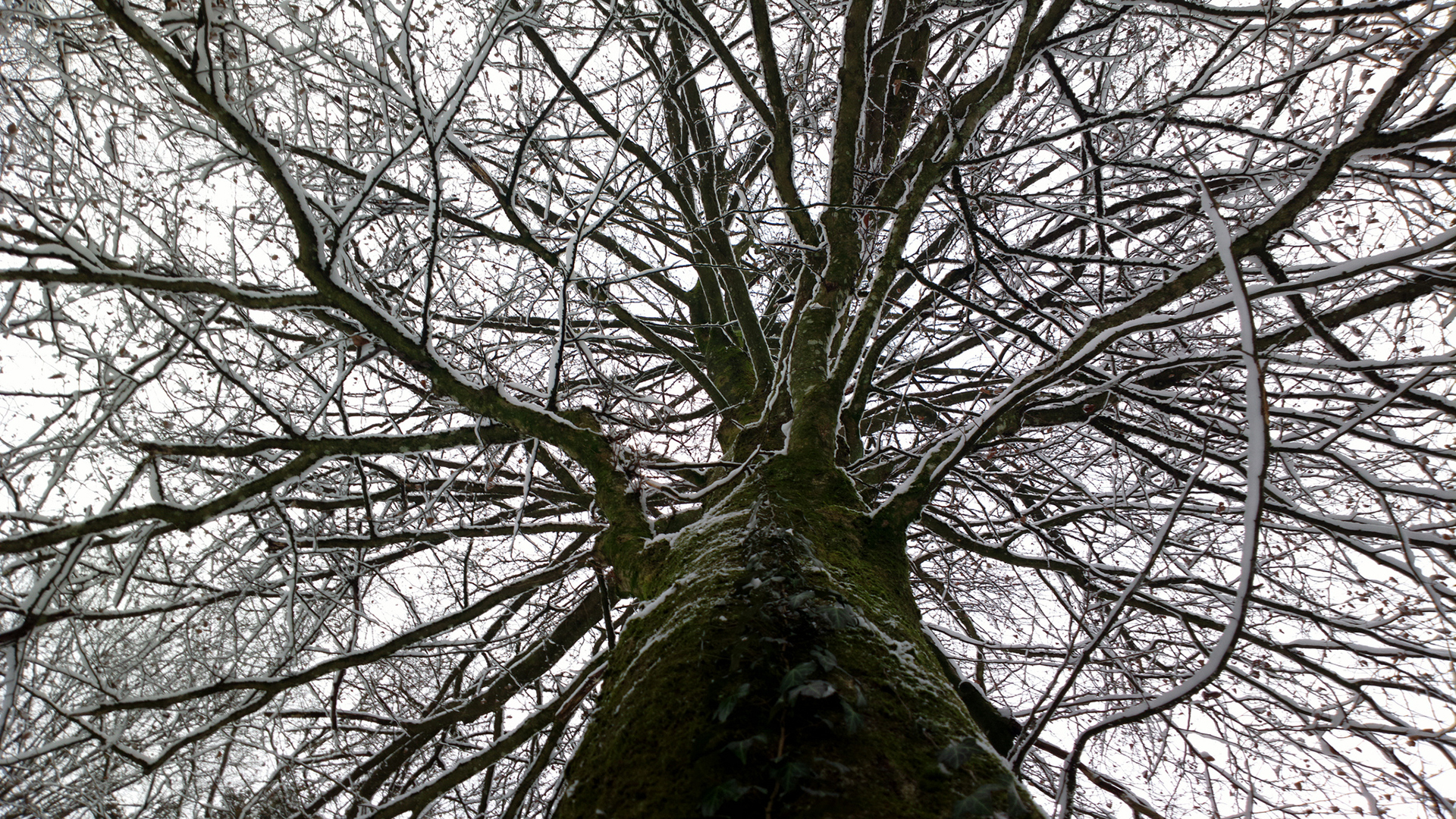 tree, Branches, Snow, Winter, Sky, Trunk Wallpaper
