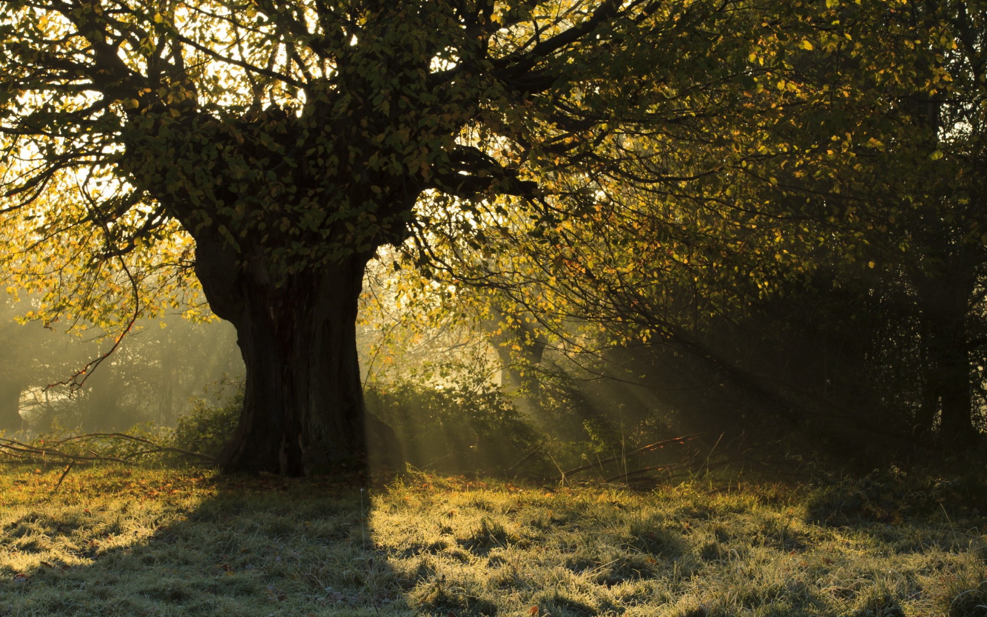 trees, Sunlight, Rays, Sunrise, Dew Wallpaper