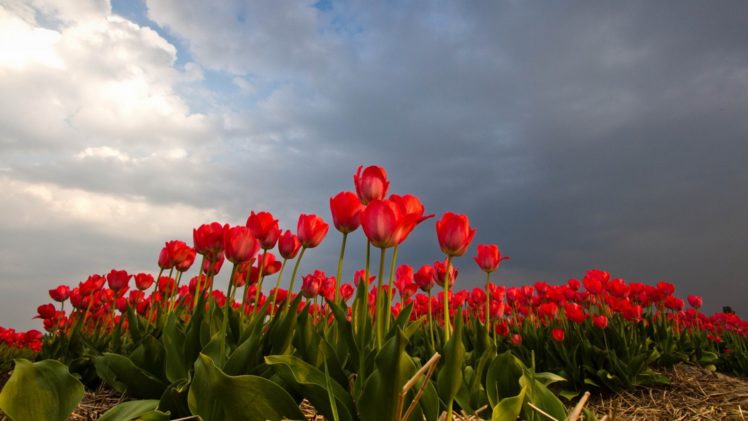 533203 HD Wallpaper Desktop Background