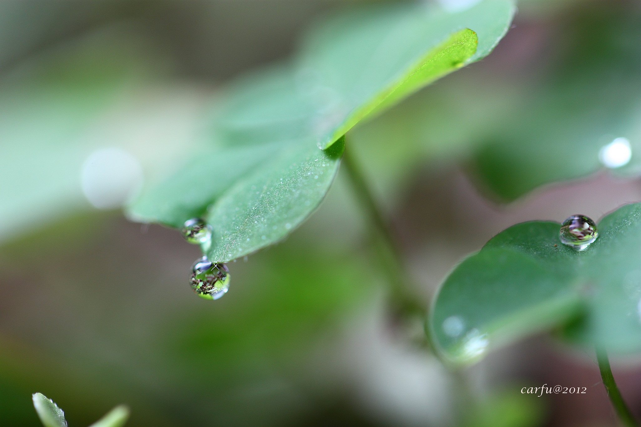 art, Leaves, Macro, Nature, Plants Wallpaper