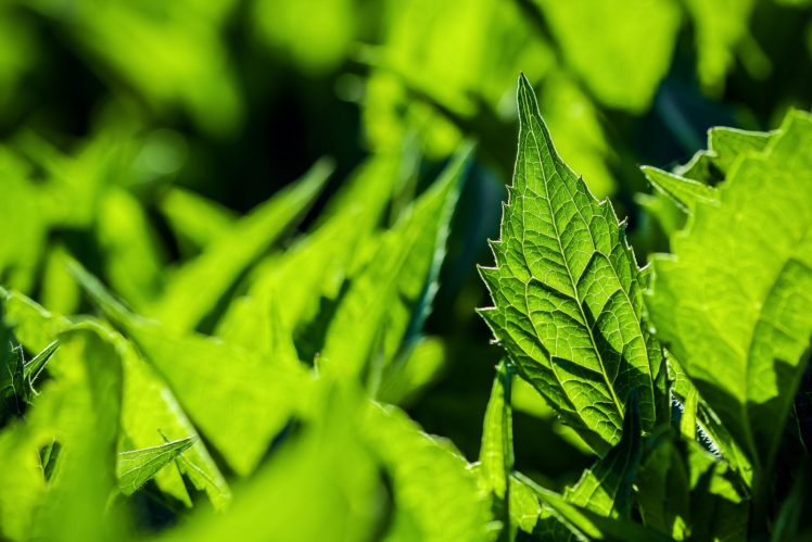 art, Leaves, Macro, Nature, Plants HD Wallpaper Desktop Background