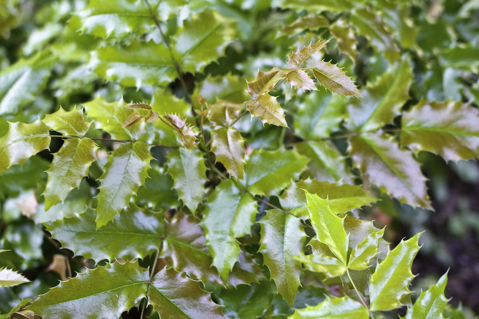 art, Leaves, Macro, Nature, Plants Wallpaper
