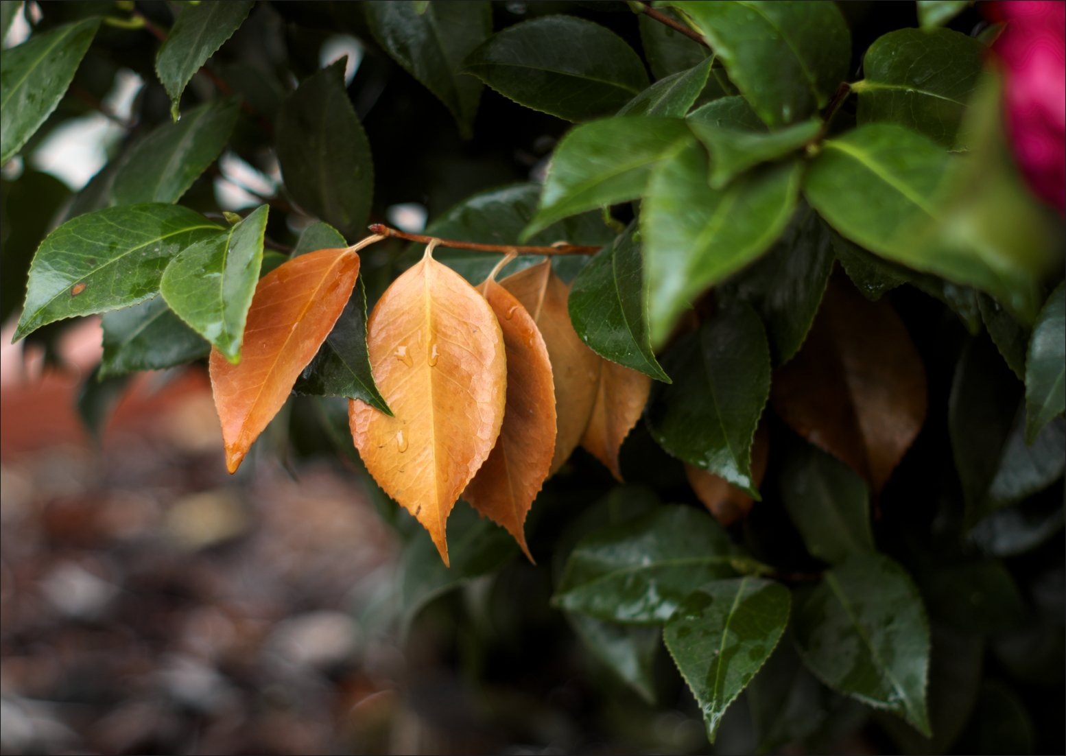 art, Leaves, Macro, Nature, Plants Wallpaper