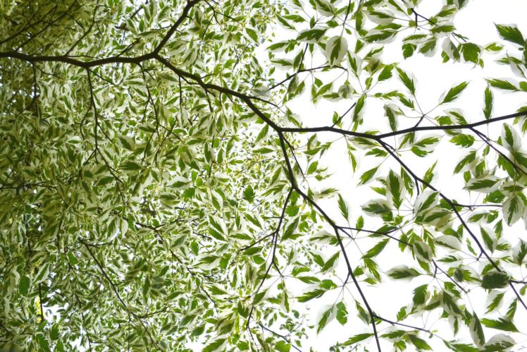 art, Leaves, Macro, Nature, Plants HD Wallpaper Desktop Background