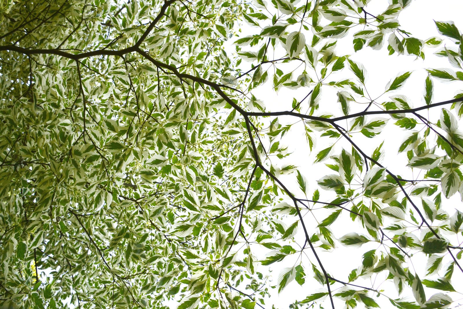art, Leaves, Macro, Nature, Plants Wallpaper