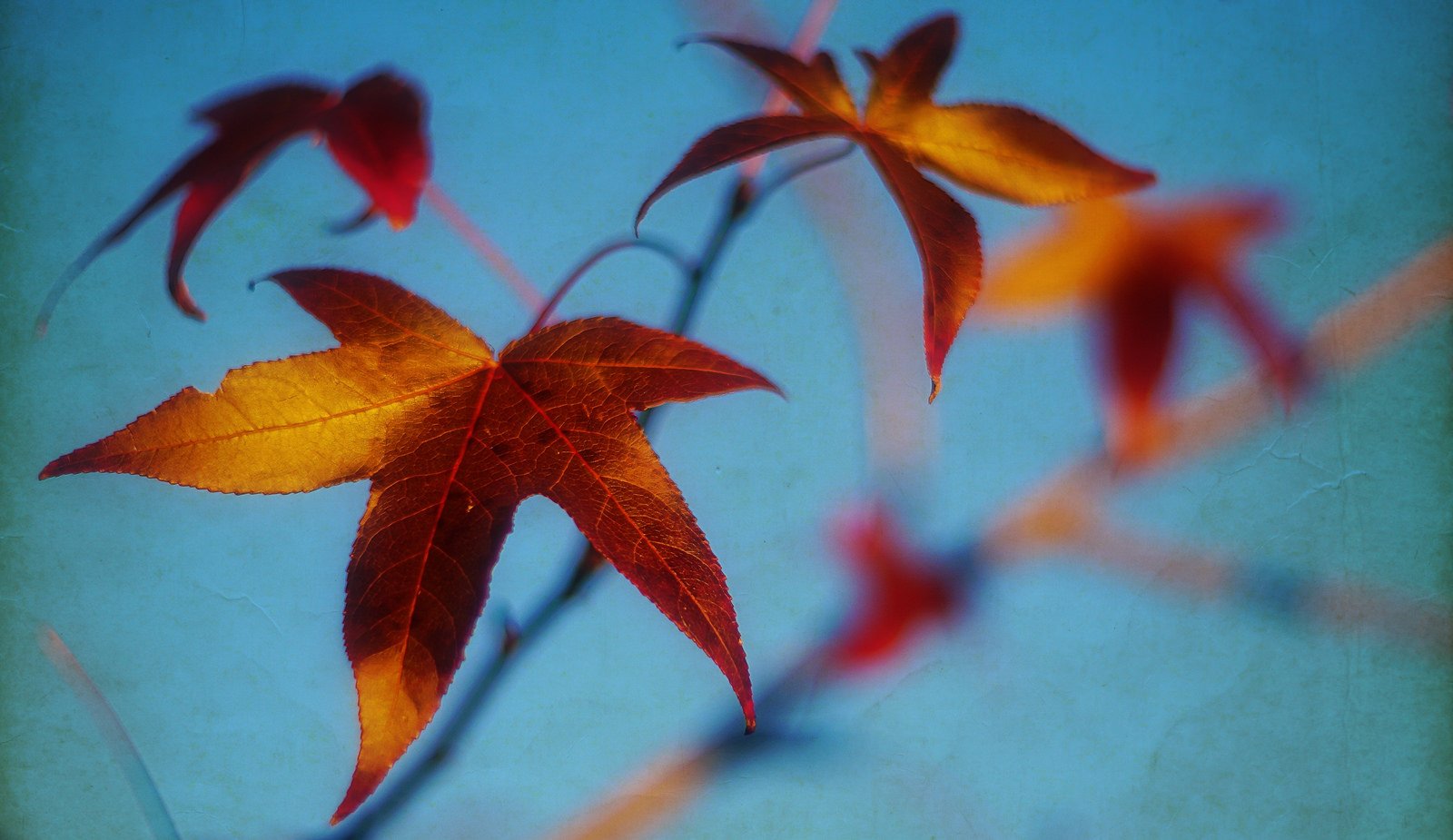 art, Leaves, Macro, Nature, Plants Wallpaper