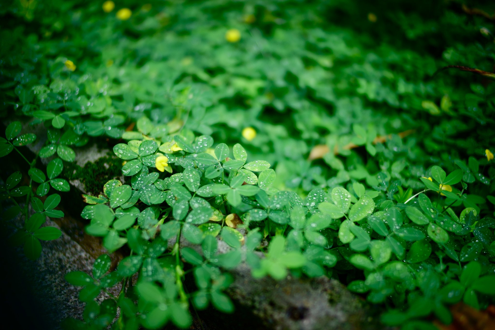 art, Leaves, Macro, Nature, Plants Wallpaper