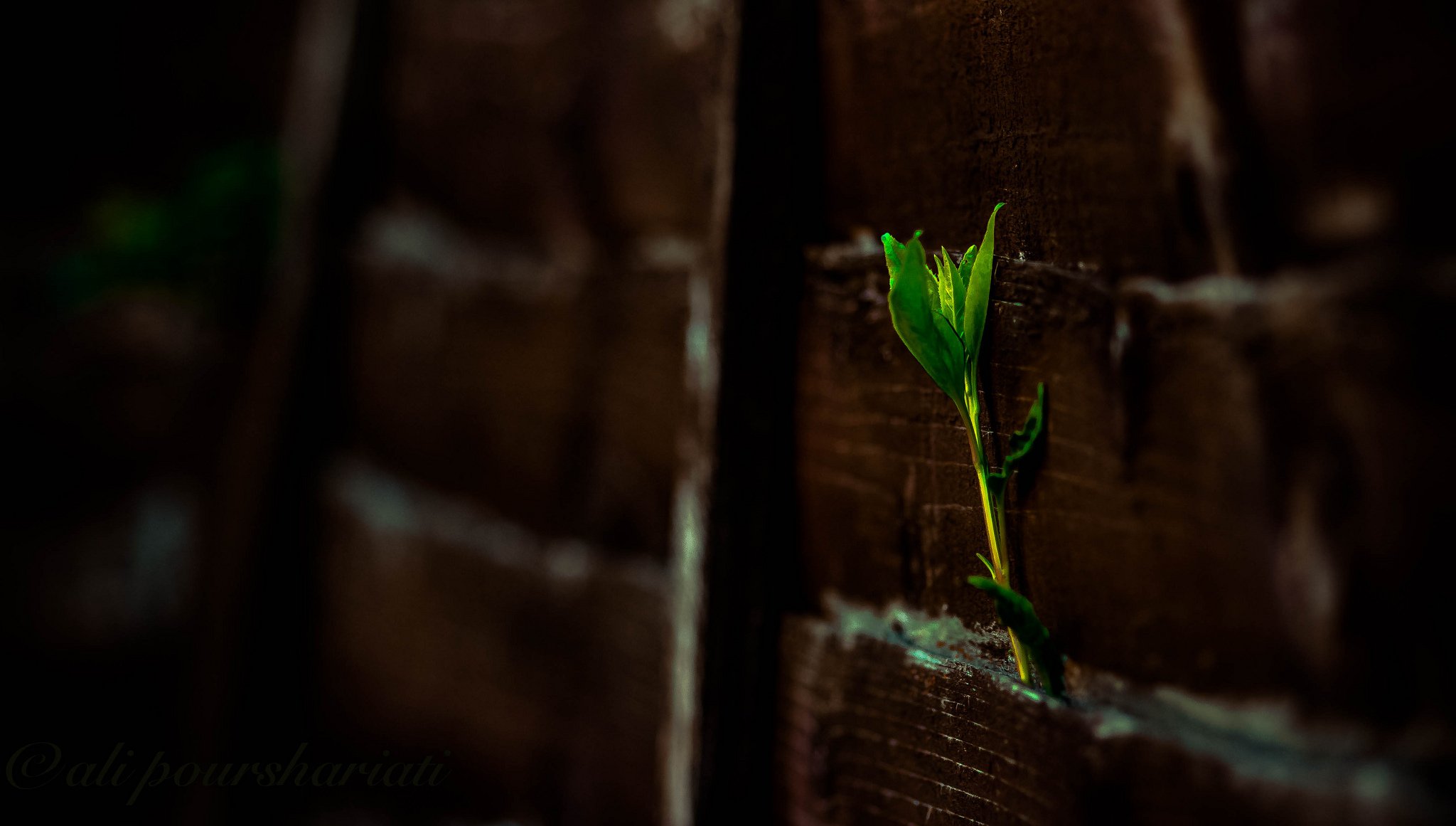 art, Leaves, Macro, Nature, Plants Wallpaper