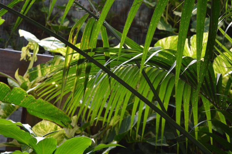 art, Leaves, Macro, Nature, Plants HD Wallpaper Desktop Background