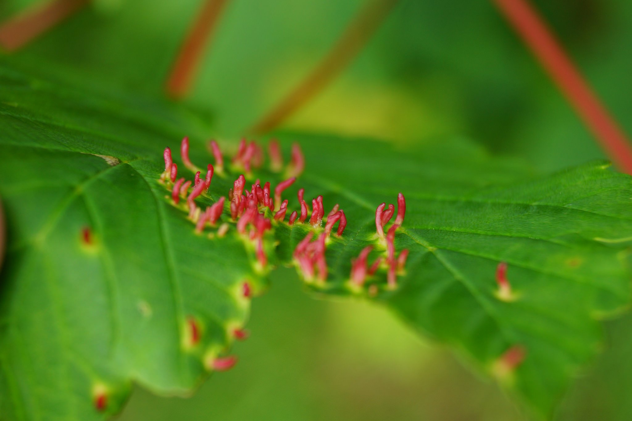 art, Leaves, Macro, Nature, Plants Wallpaper