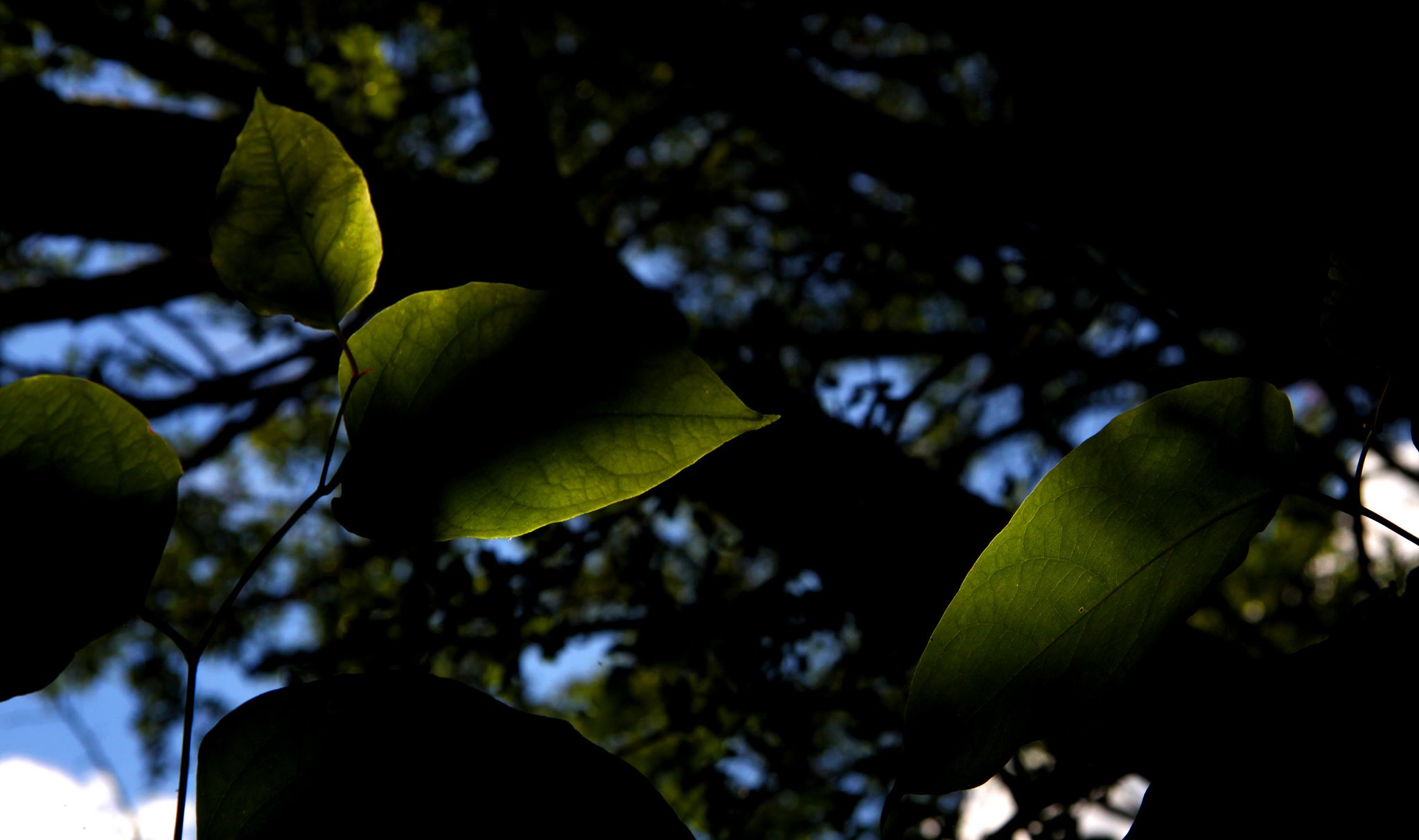art, Leaves, Macro, Nature, Plants Wallpaper