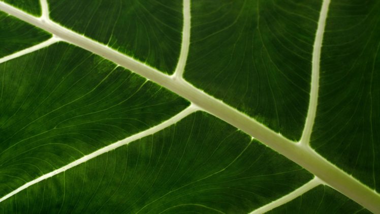 art, Leaves, Macro, Nature, Plants HD Wallpaper Desktop Background