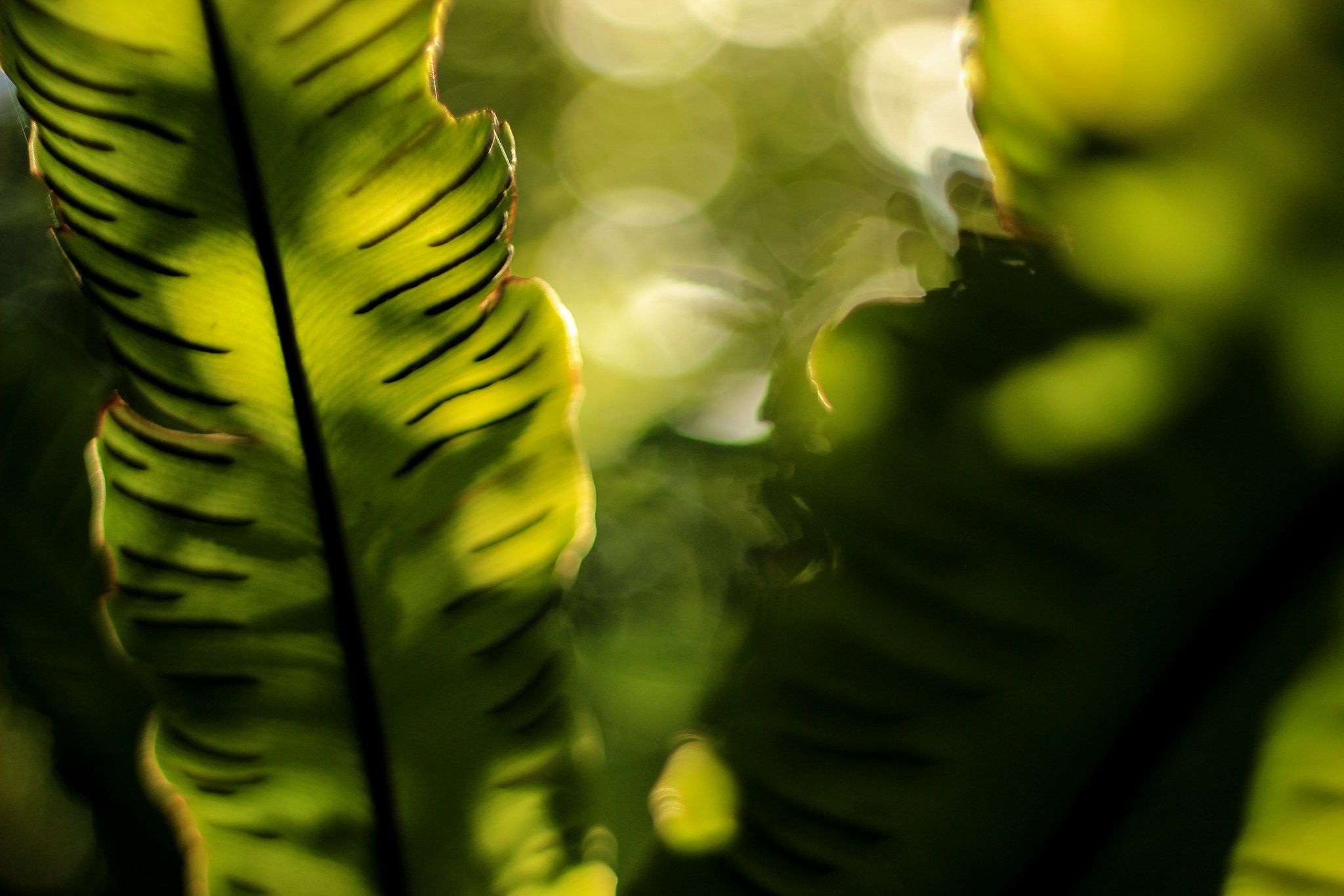 art, Leaves, Macro, Nature, Plants Wallpaper