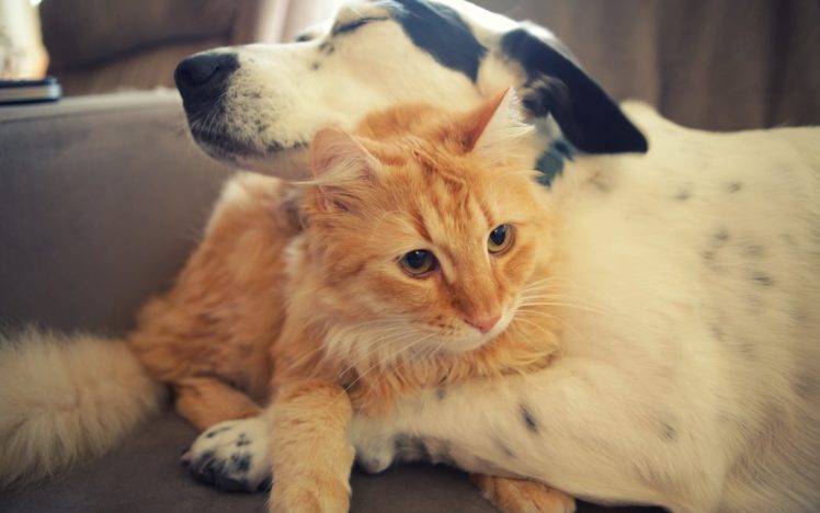 animal, Cute, Cat, Dog, Friend, Funny HD Wallpaper Desktop Background