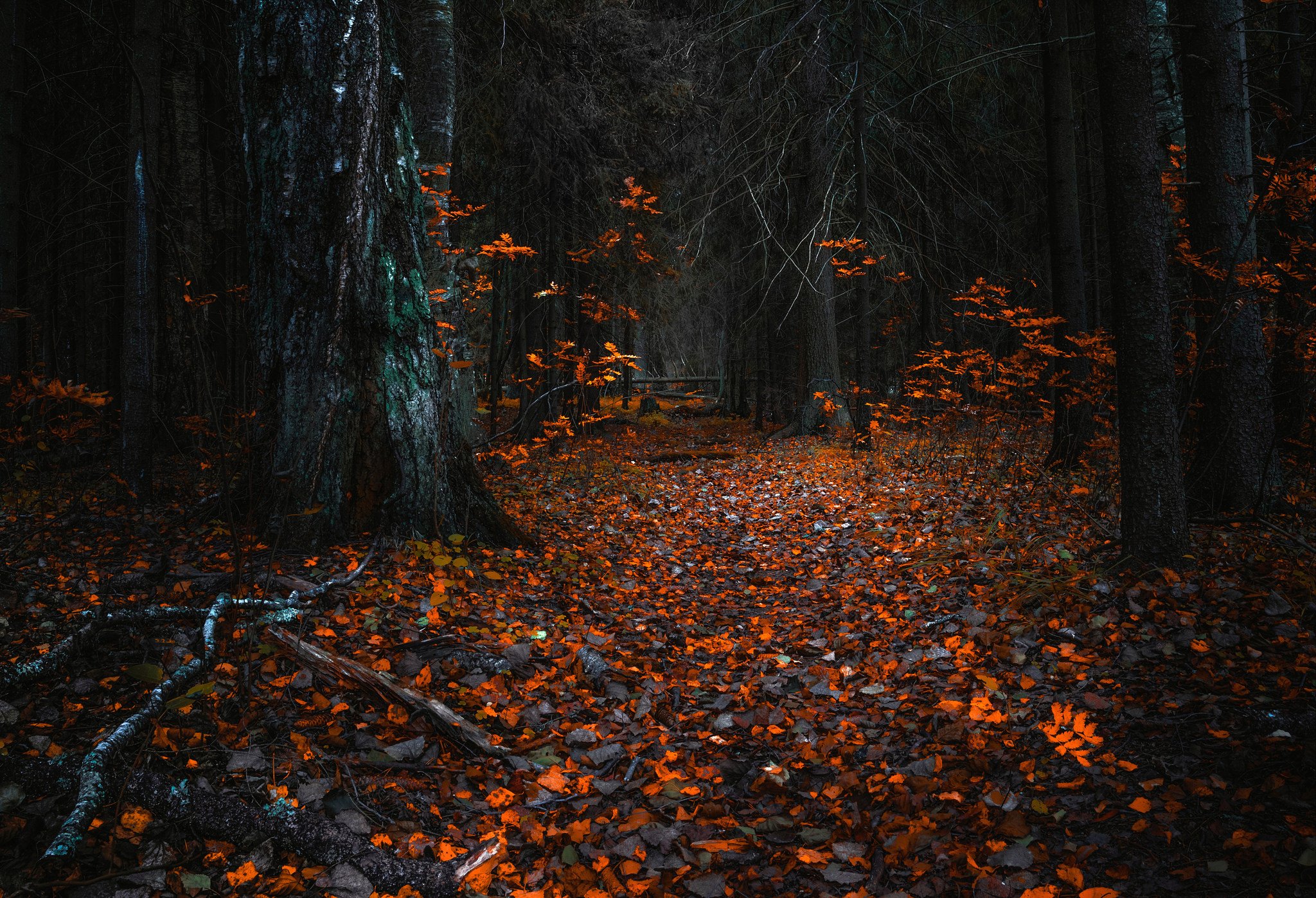 forest Wallpaper