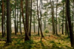 triple, Monitor, Multi, Screen, Multiple, Trees, Arbres, Foret, Forest