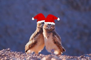 christmas, Holiday, Owl
