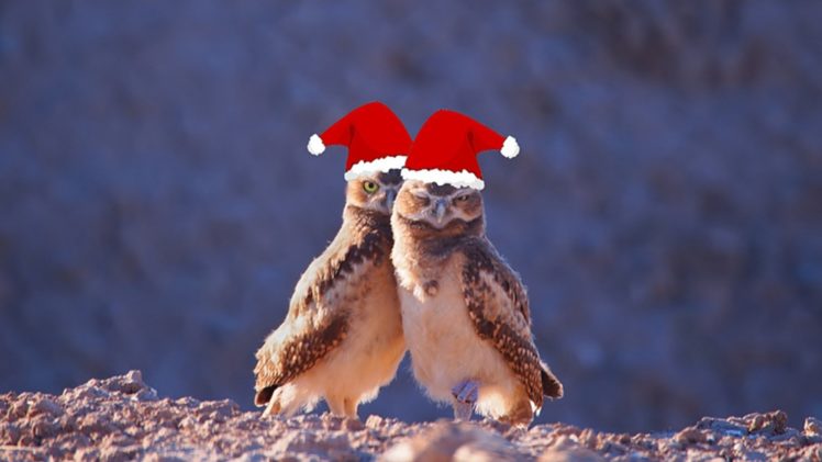 christmas, Holiday, Owl HD Wallpaper Desktop Background