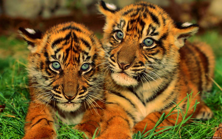baby, Tigers HD Wallpaper Desktop Background
