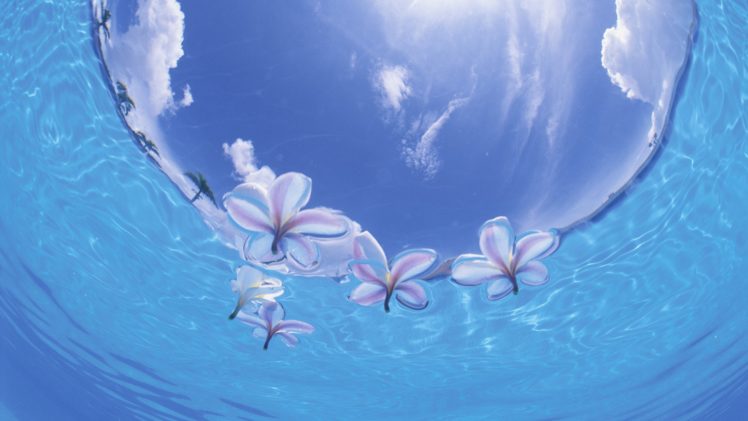 flower, Nature, Beautiful, Flowers, Plant HD Wallpaper Desktop Background