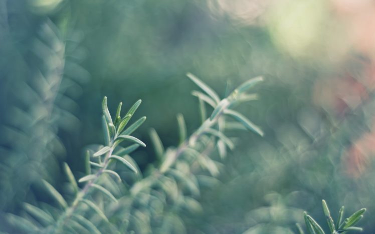 macro, Plant, Nature HD Wallpaper Desktop Background