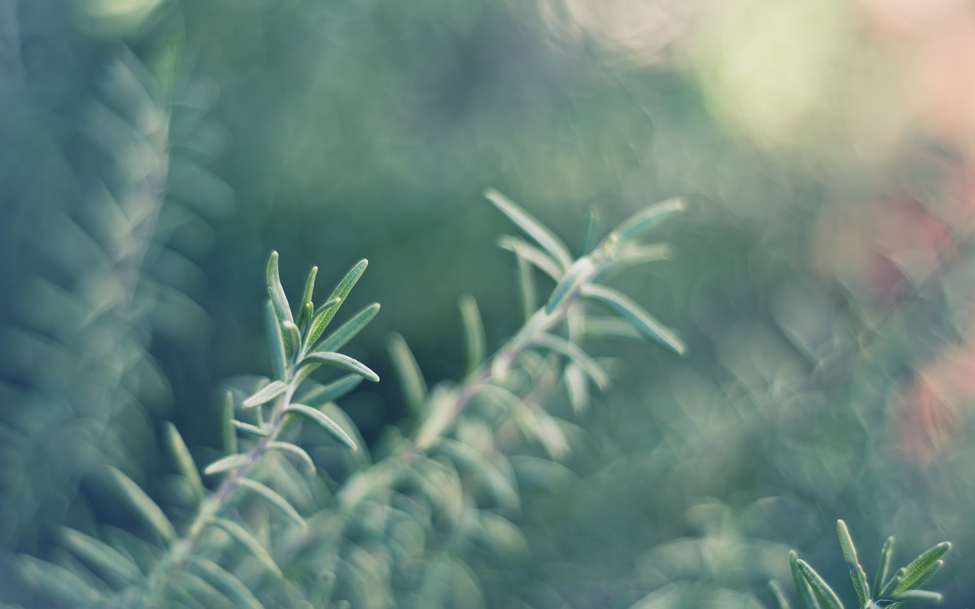 macro, Plant, Nature Wallpaper