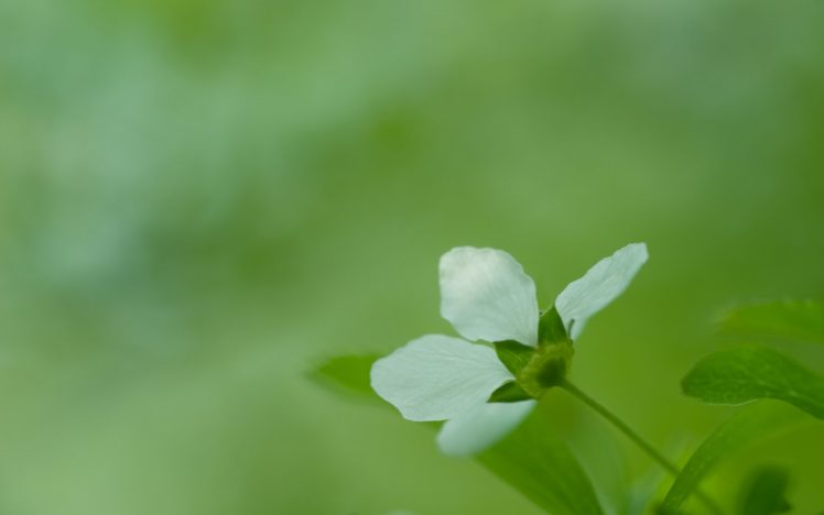 macro, Nature, Plant HD Wallpaper Desktop Background