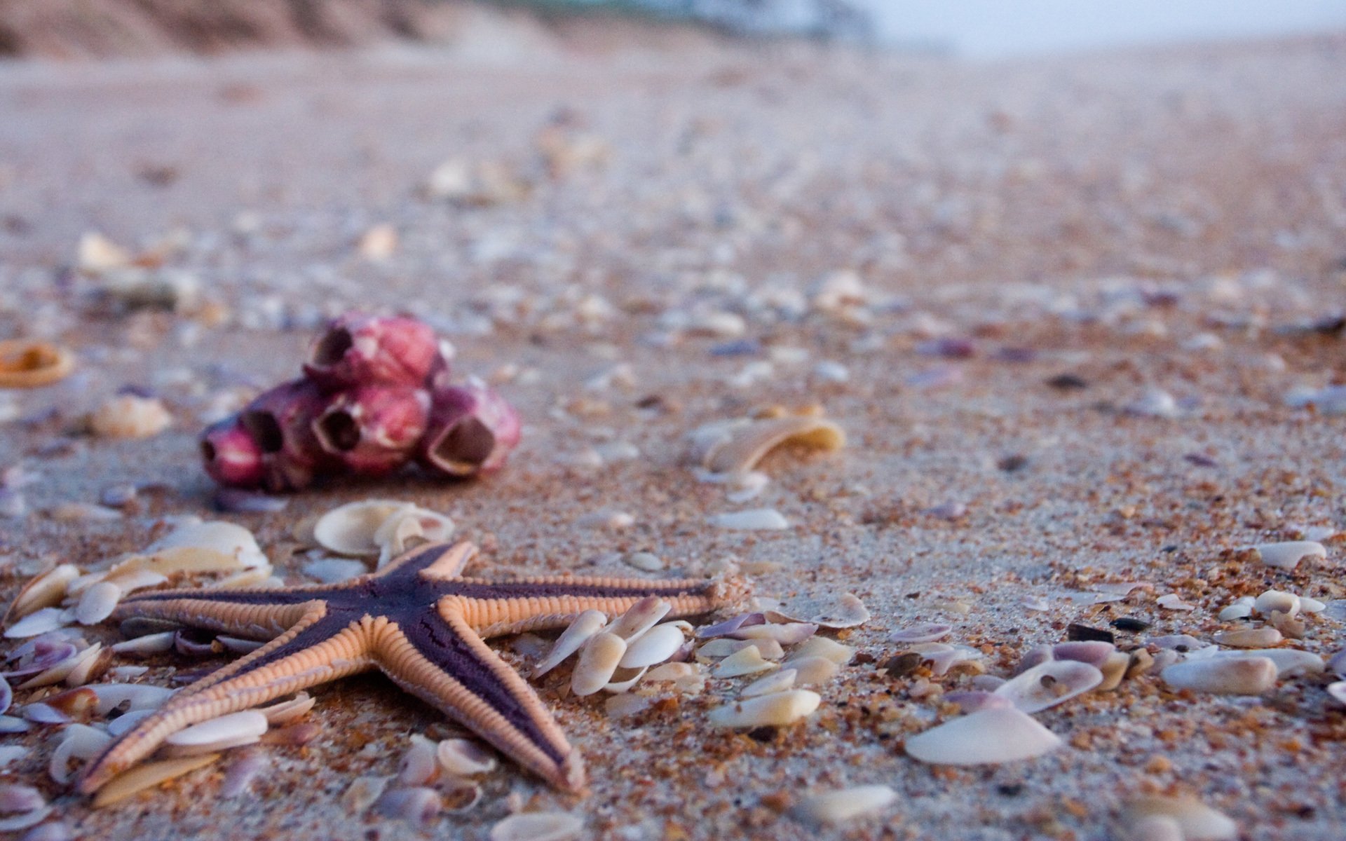 macro, Star, Sea Wallpaper