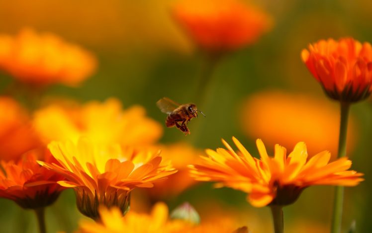 macro, Insect, Bee, Flower HD Wallpaper Desktop Background
