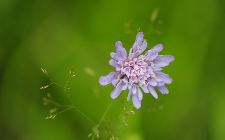 macro, Flower, Nature, Purple HD Wallpaper Desktop Background