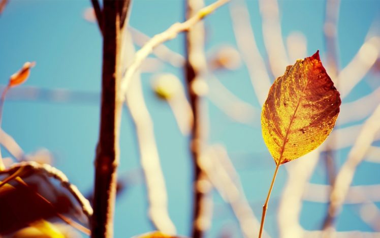 macro, Leaf, Nature HD Wallpaper Desktop Background