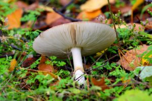 macro, Moshroom, Nature