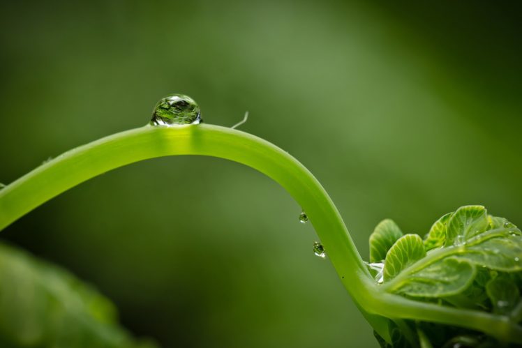 macro, Drop, Plant, Green HD Wallpaper Desktop Background