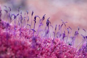 macro, Plant, Purple, Nature