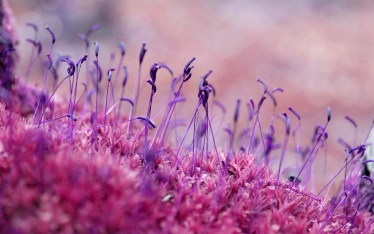 macro, Plant, Purple, Nature HD Wallpaper Desktop Background