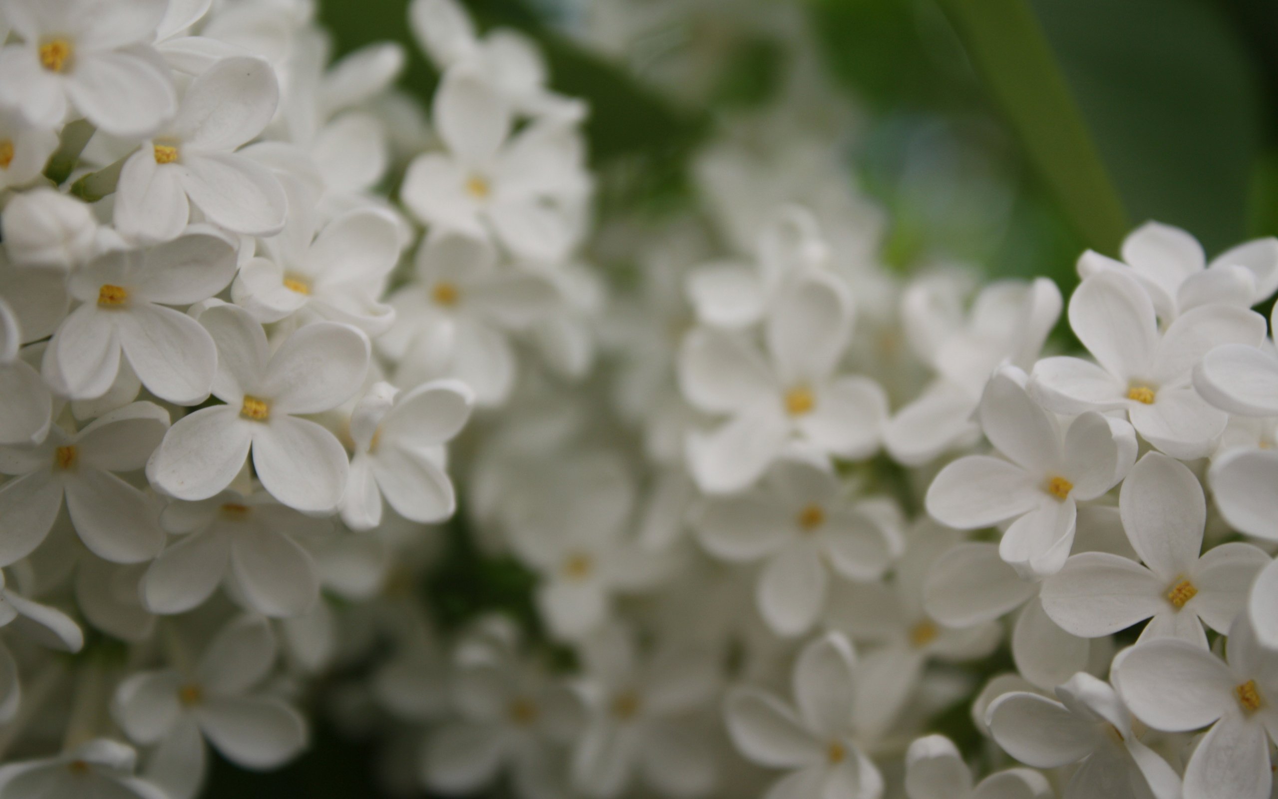 flower, Nature, Plant, Beautiful, Flowers, Colorful Wallpaper