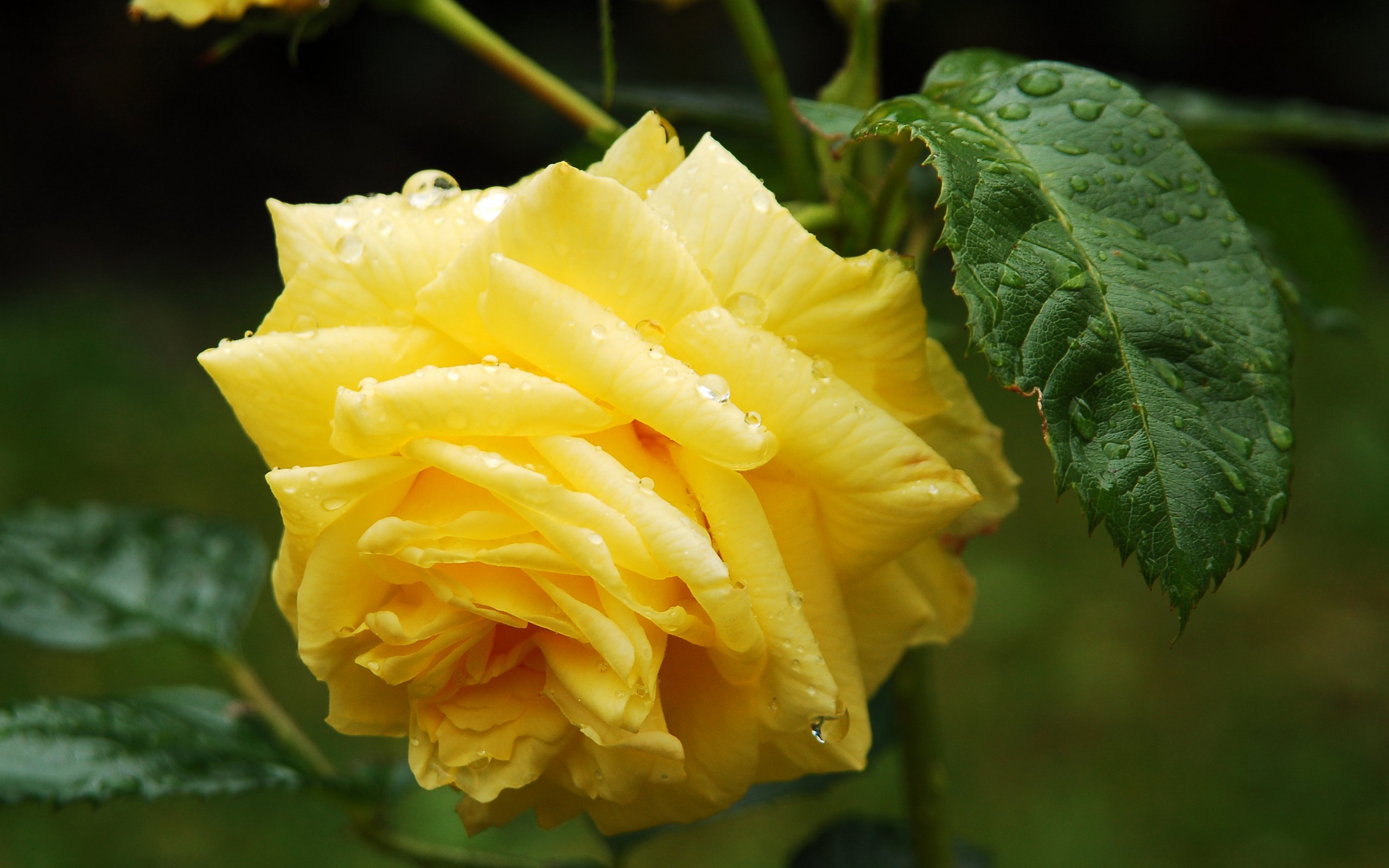 flower, Nature, Plant, Beautiful, Flowers, Colorful Wallpaper