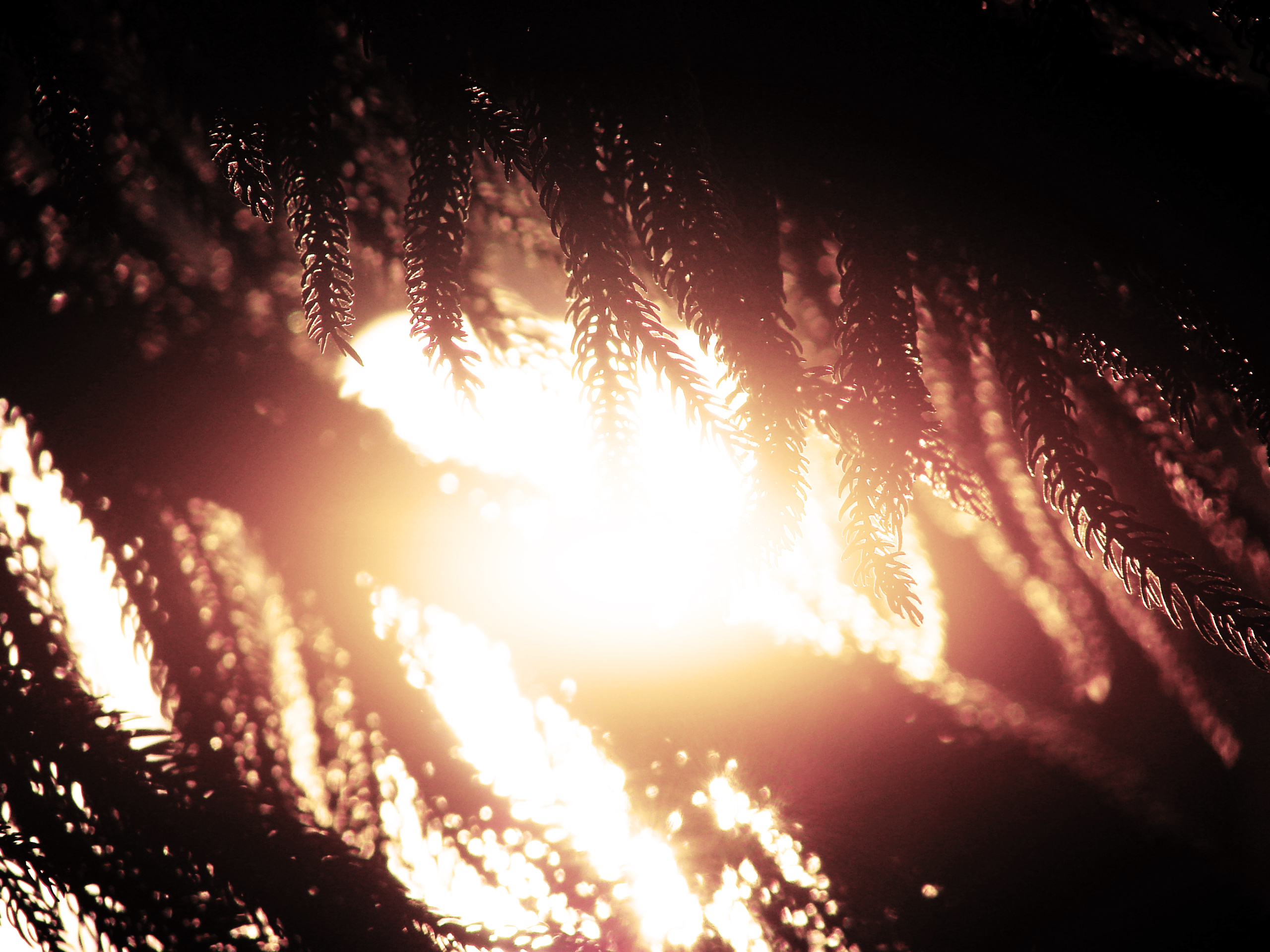 silhouettes, In, The, Sun Wallpaper