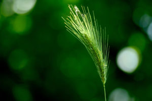 green, Wheat