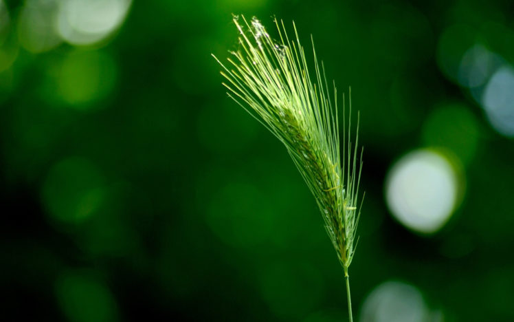 green, Wheat HD Wallpaper Desktop Background