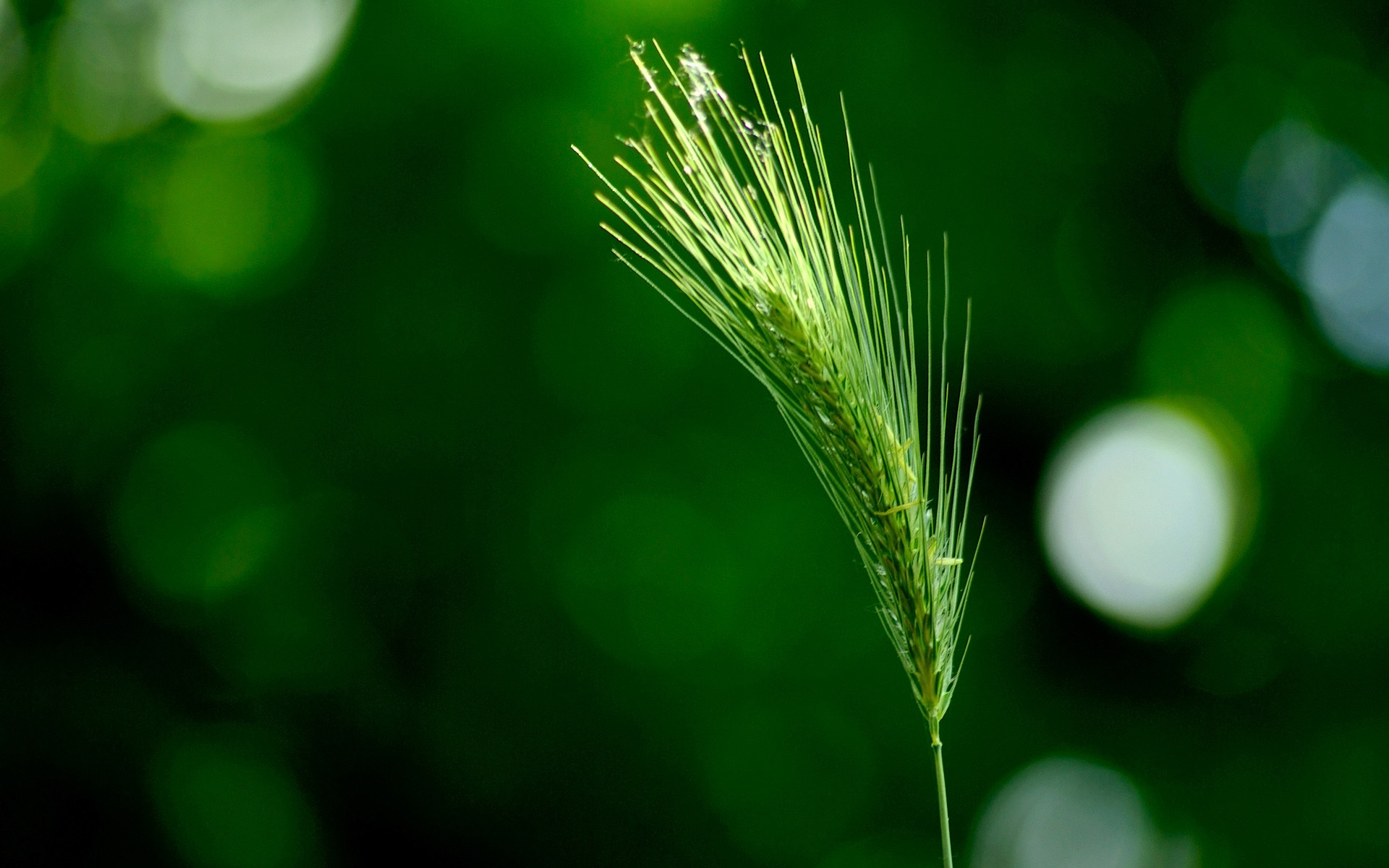 green, Wheat Wallpaper