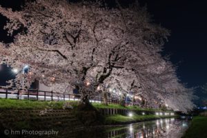 japan, Japon, Architecture, Bridges, Freeway, Building, Cities, Monuments, Night, Panorama, Panoramic, Rivers, Tower, Towers, Tokyo, Ray, Light, Nature, Trees
