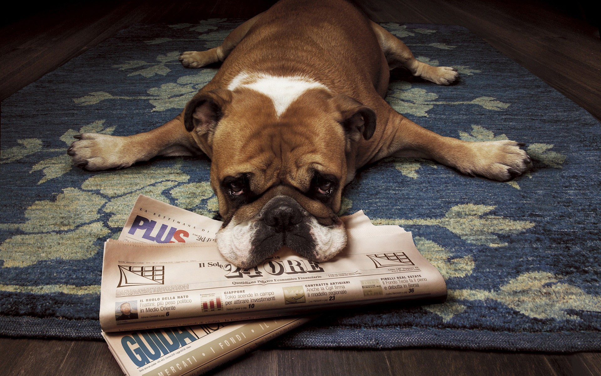 floor, Animals, Dogs, Funny, Lying, Down, Newspapers, Rugs, Wood, Floor Wallpaper