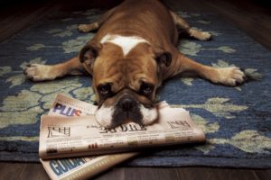floor, Animals, Dogs, Funny, Lying, Down, Newspapers, Rugs, Wood, Floor