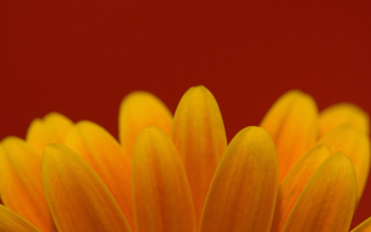 macro, Flower, Petals, Yellow, Flowers HD Wallpaper Desktop Background
