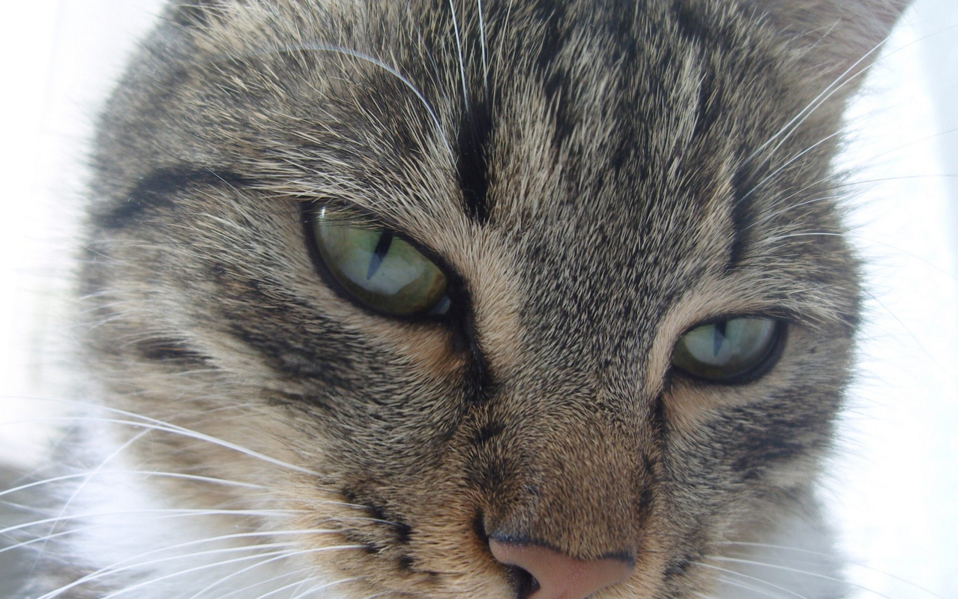 cats, Animals Wallpaper