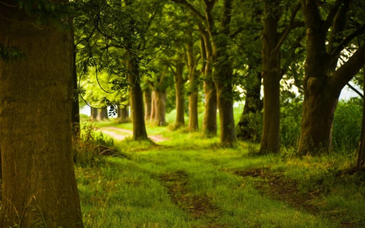 nature, Trees, Forest, Parks HD Wallpaper Desktop Background