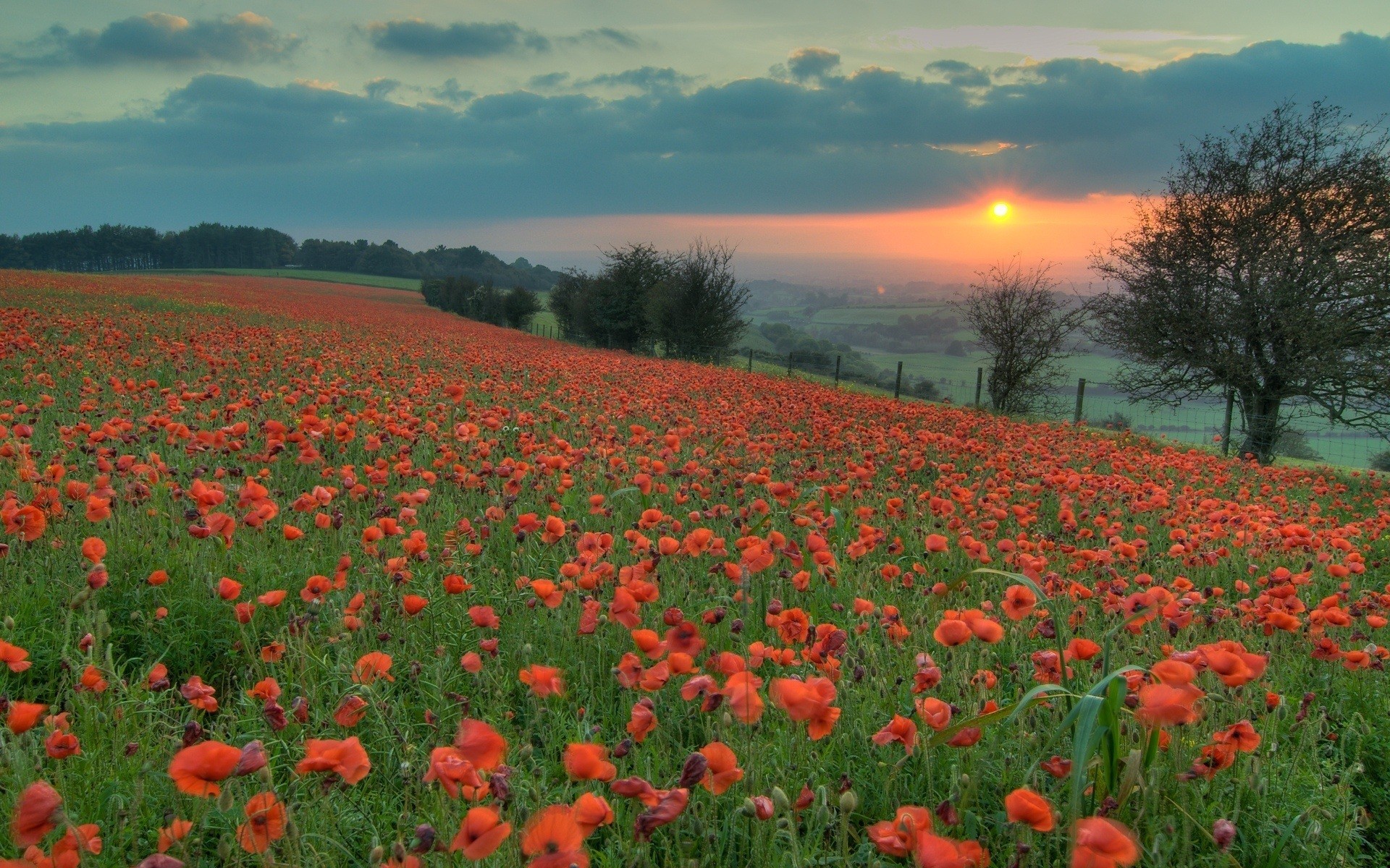 fields, Poppy Wallpaper