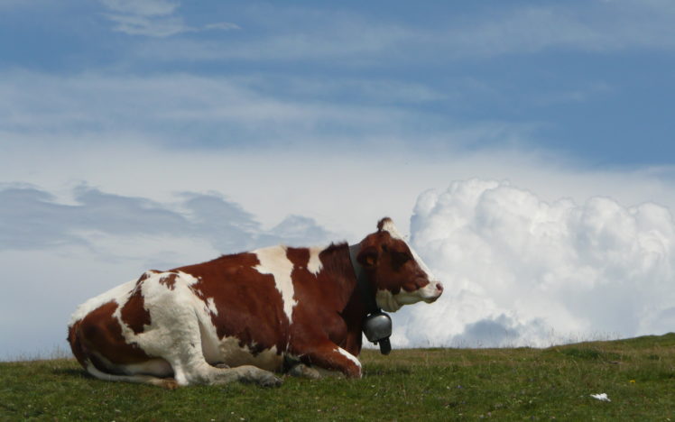 cow, On, Monte, Bale, Italy HD Wallpaper Desktop Background