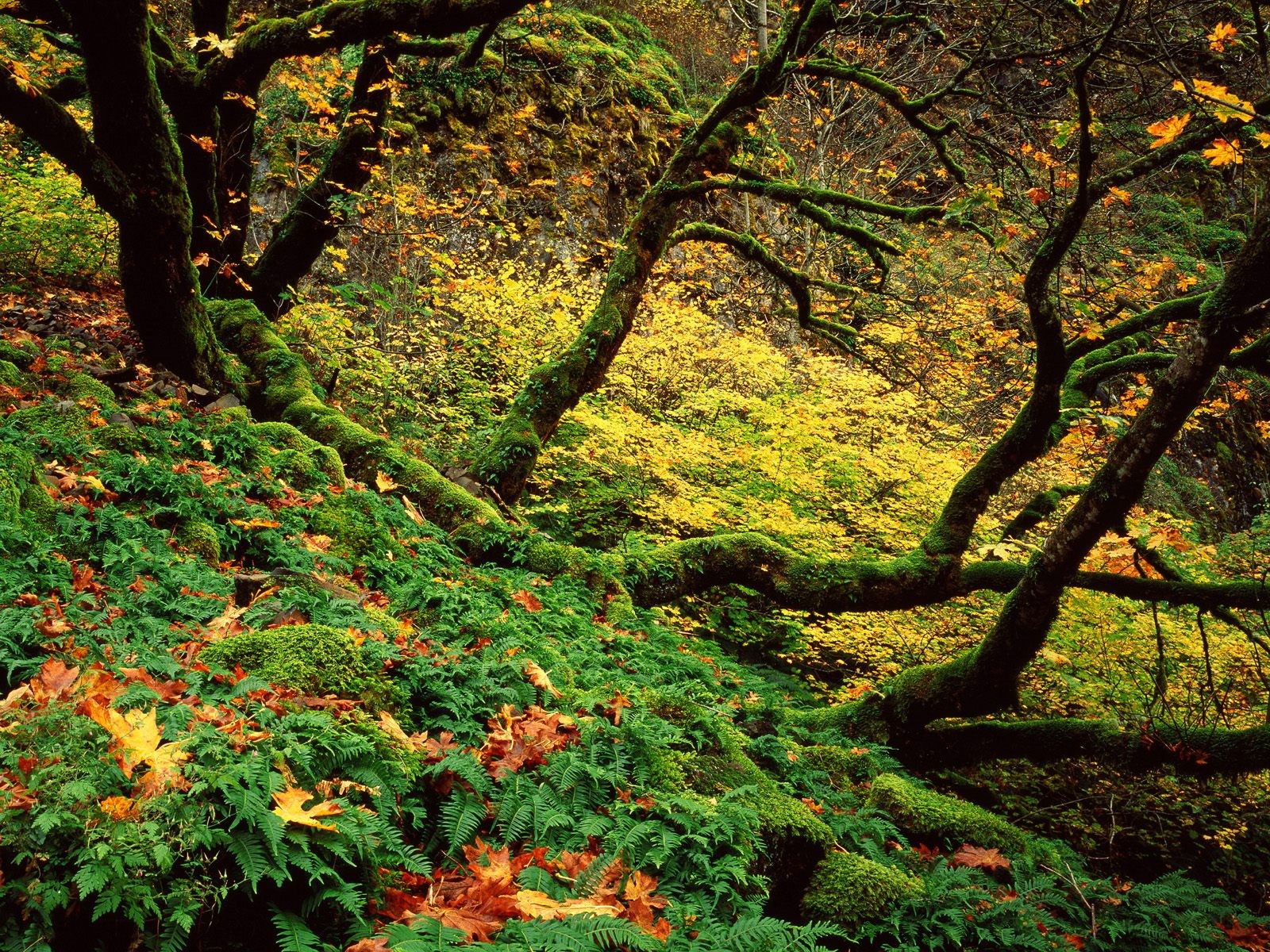 landscapes, Nature, Autumn,  season , Forest Wallpaper